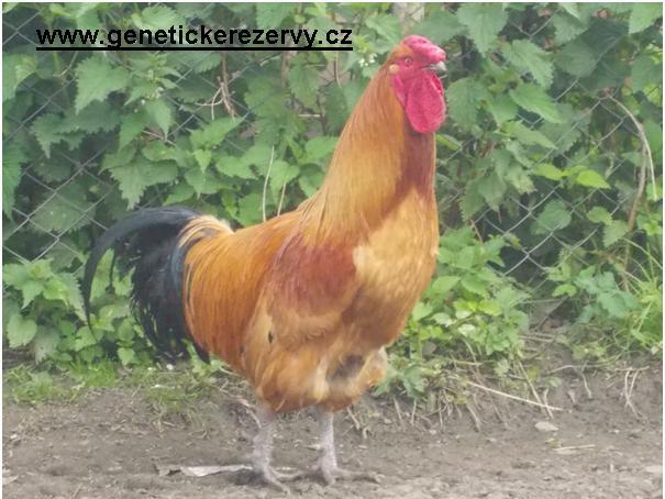 Šumavanka kohout