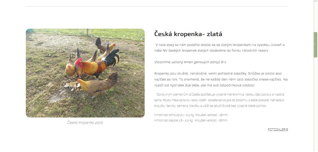 Česká slepice zlatá kropenatá