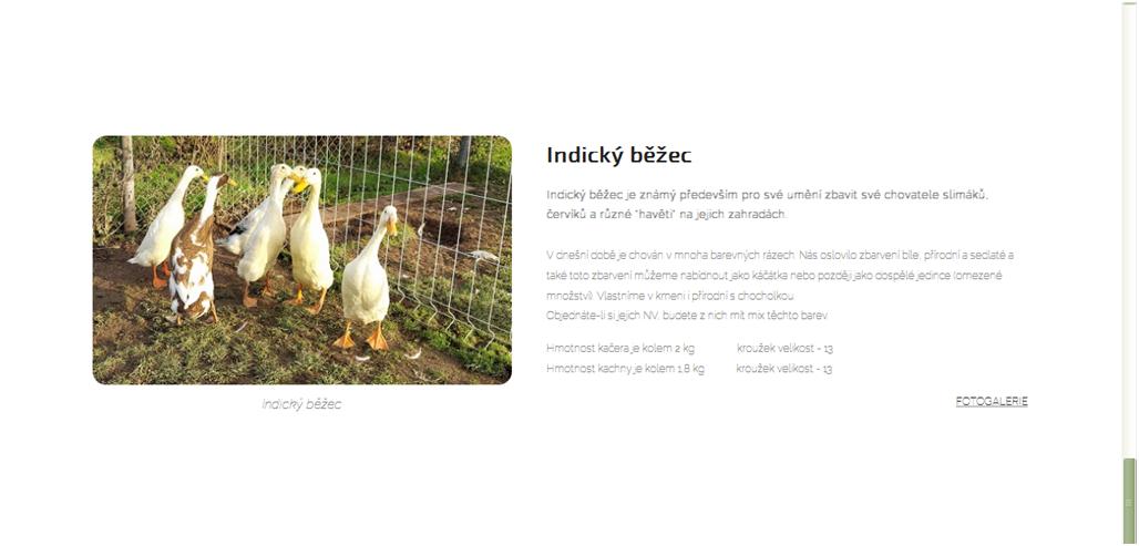 Indický běžec s chocholkou